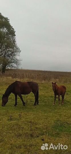 Кобылы и Жеребчик