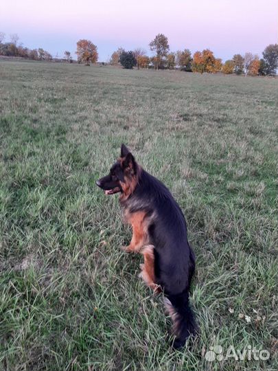 Вязка немецкая овчарка