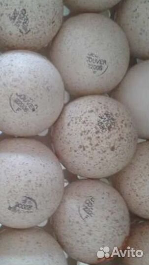 Индюшата биг 6