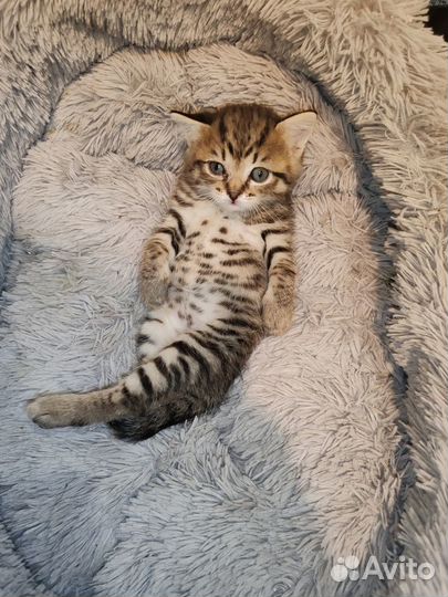 Шотландская помесь