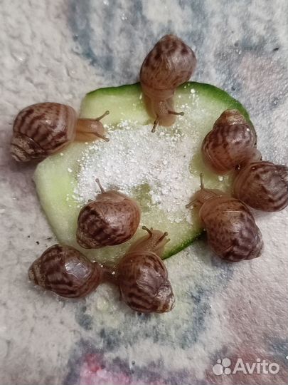 Отдам улиточек