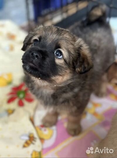 Крохотные щенки маленькой собачки ищут дом