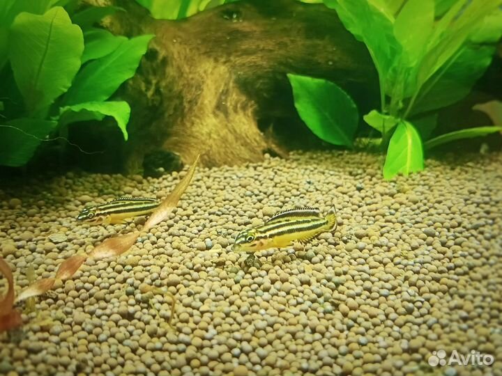 Юлидохромис Регана. Танганьикская цихлида