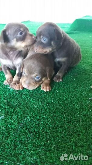 Малыши той-терьер