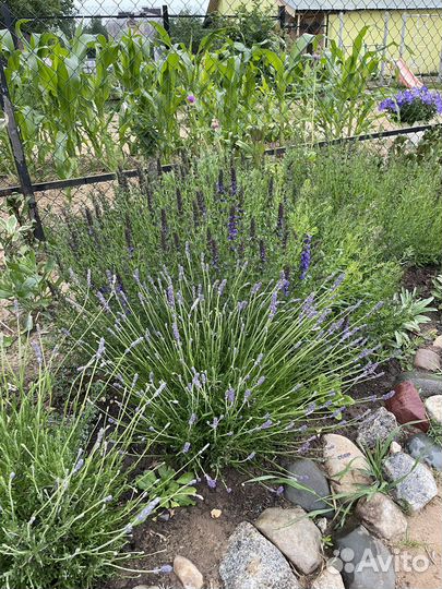 Исоп лекарь