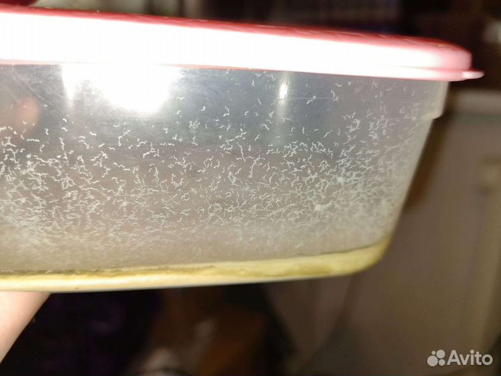 Сомики анцитрусы