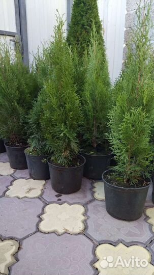 Туя смарагд