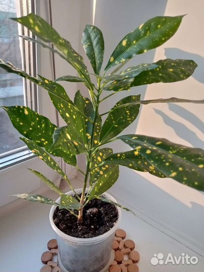 Кротон светофор