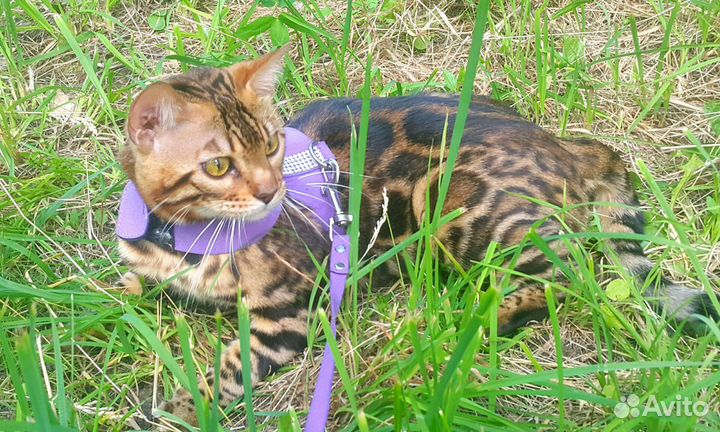 Бенгальский котик Вязка