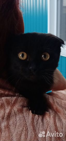 Вислоухий котенок