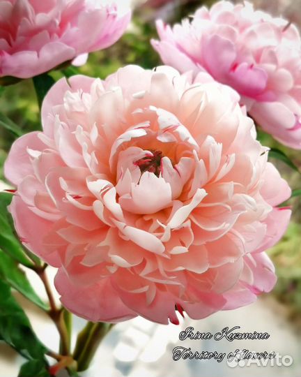 Пион. Полимерная глина. Ручная работа