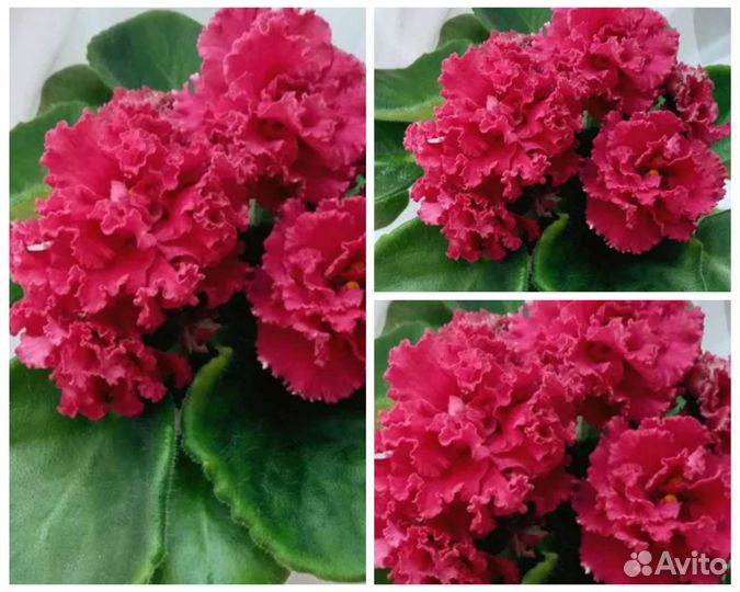 На любой вкус