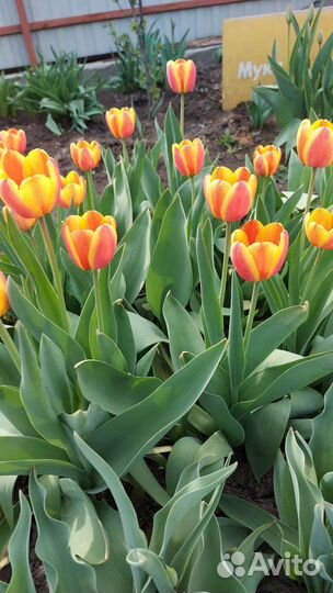 Цветы луковичные