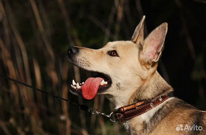 Щенок в добрые руки бесплатно