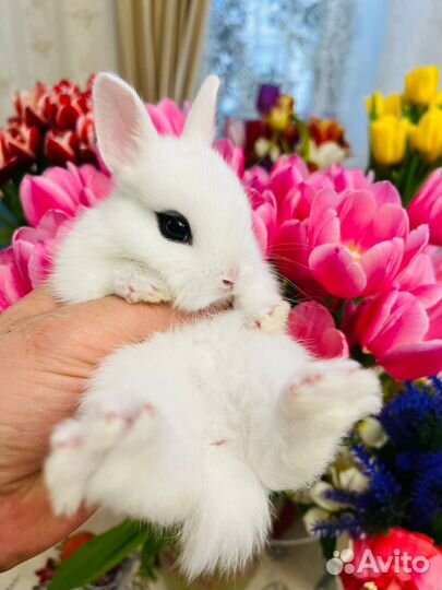 Кролики мини карликовые