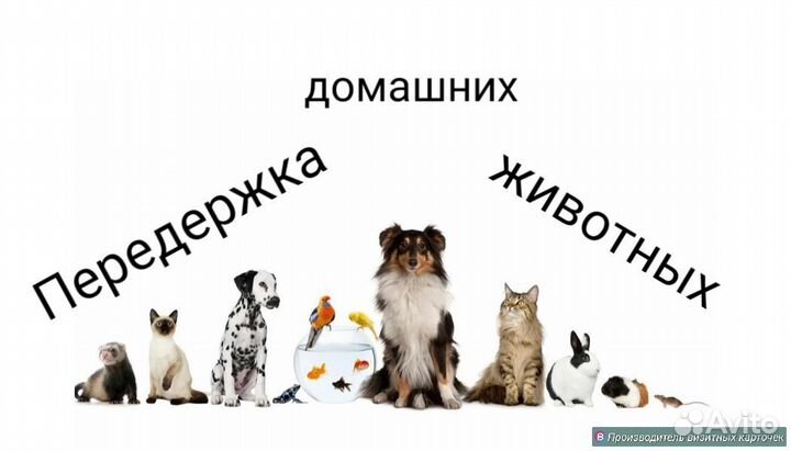 Передержка домашних животных