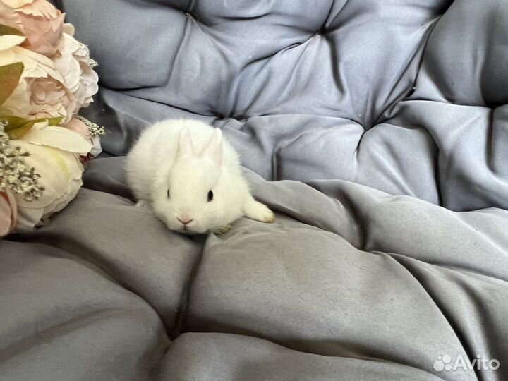 Декоративные кролики