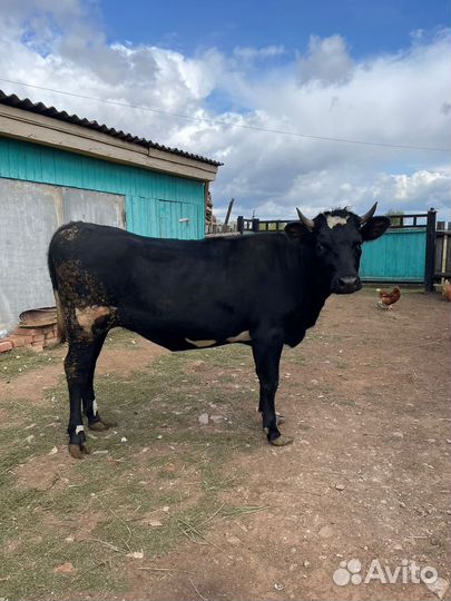 Коровы и телки стельные