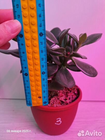 Толстянка денежное дерево