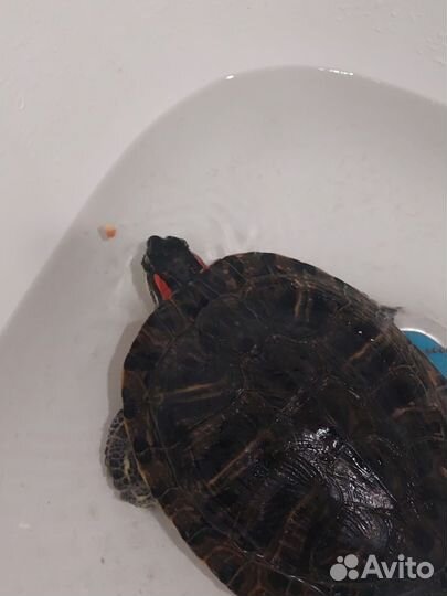 Красноухая черепаха бесплатно