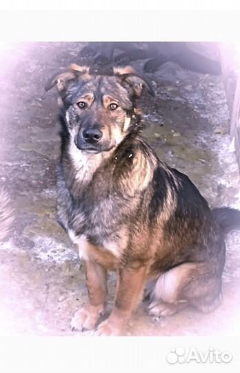 Красивая добрячая собака