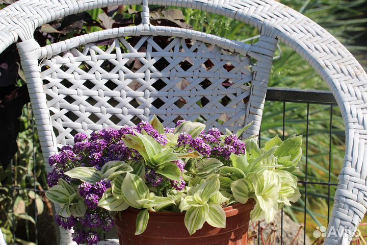 Комнатные цветы традесканция