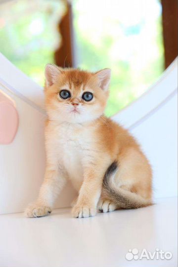 Золотая девочка британочка