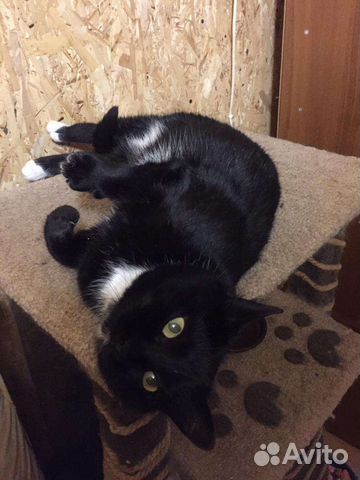 Котики с улицы ищут дом