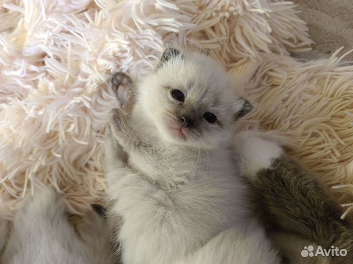 Кошка невская маскарадная котята