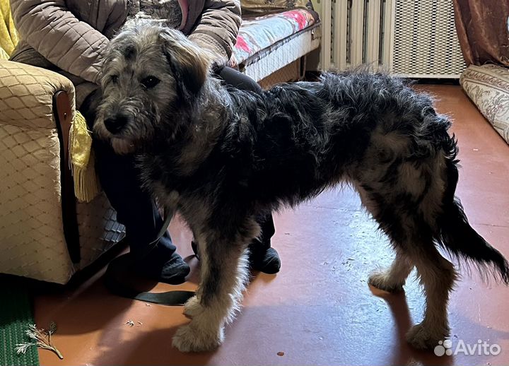 Собака в добрые руки