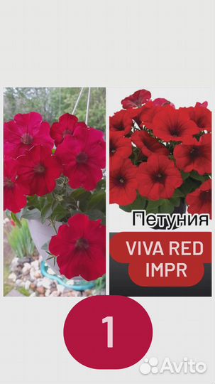 Вегетативная петуния