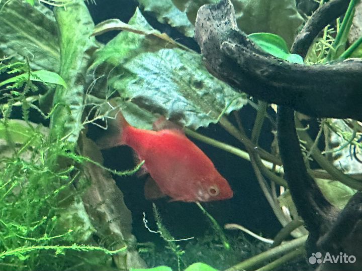 3 скалярии и 1 тернеция отдам