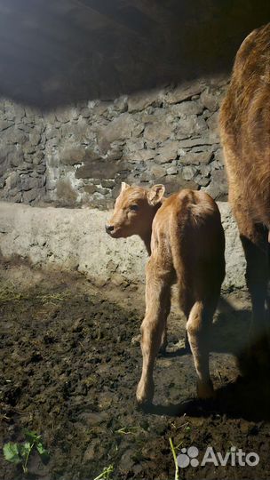 Корова дойная с теленком