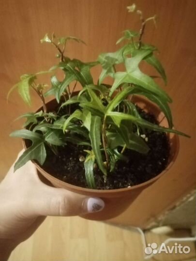 Плющ комнатный