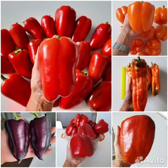 Шикарный перец семена