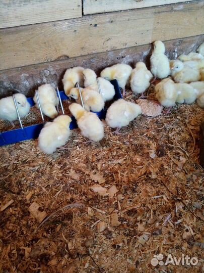Цыплята бройлер
