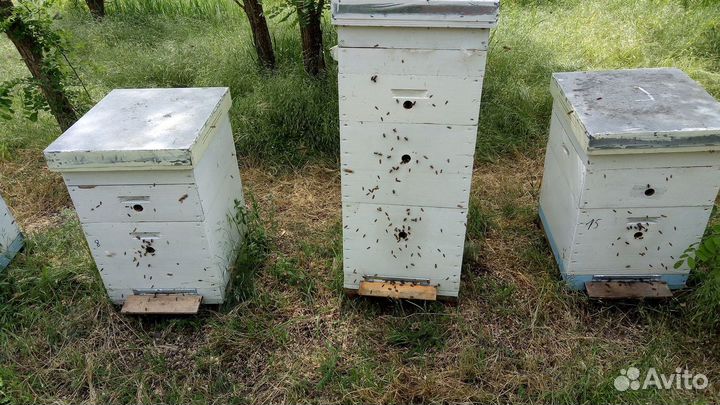 Пчелопакеты карника