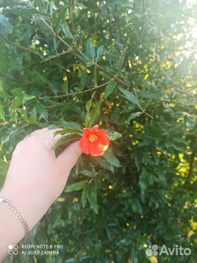 Саженцы граната