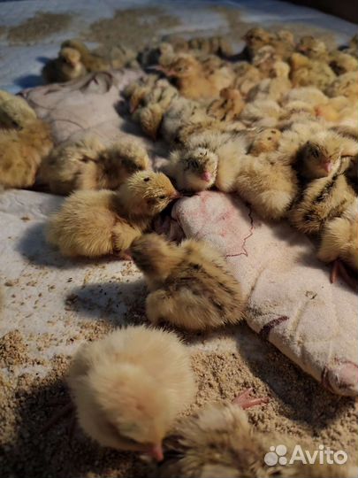 Перепелки суточные