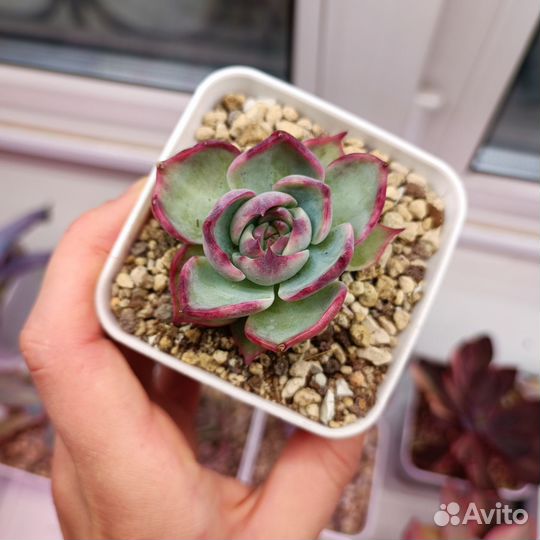 Суккуленты эхеверии 1