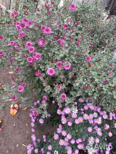 Хризантема корейская