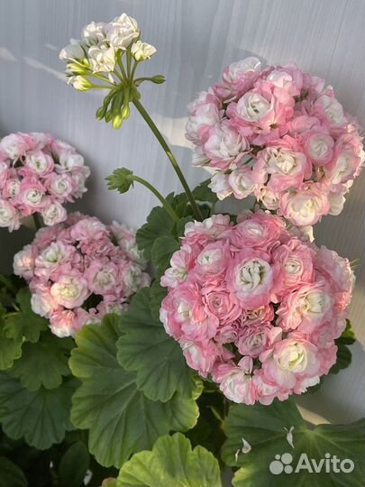 Пеларгония розебундная April Snow