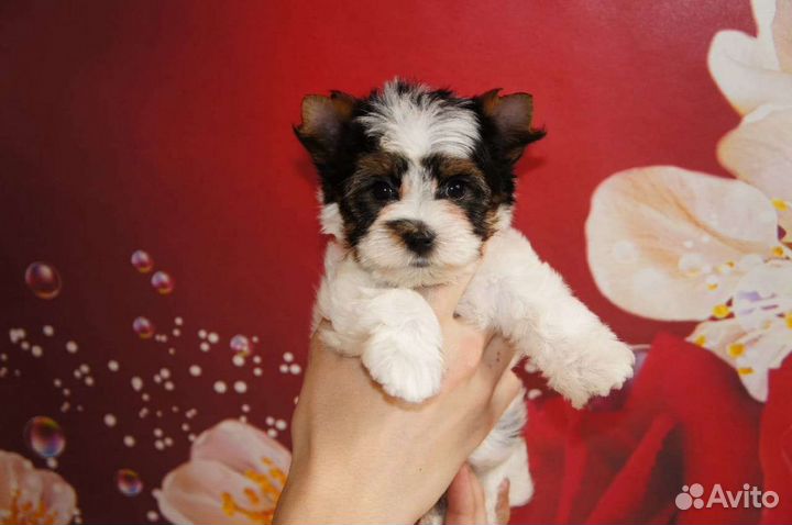 Бивер щенки документы