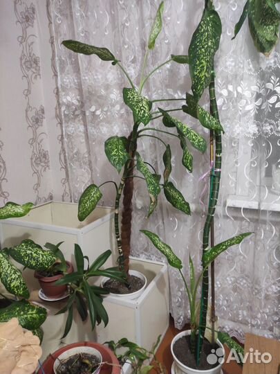 Диффенбахия