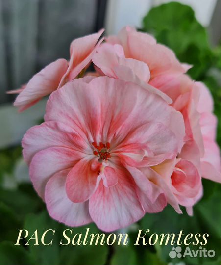 Пеларгония герань сортовая