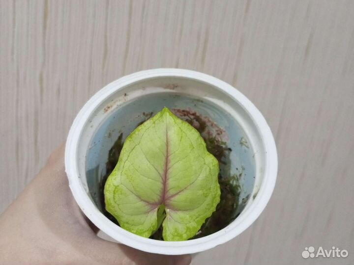 Сингониум Данг тонг рассами appoy и другие