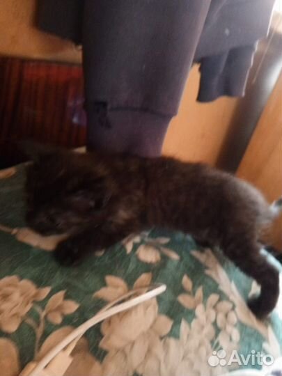 Котята в дар