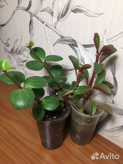 Пеперомия 5 видов