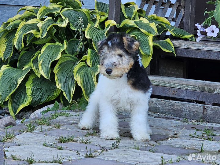 Фокстерьер жесткошерстный