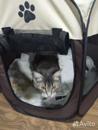 Манеж для котят